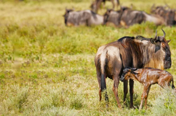 4-day Calving Migration Safari