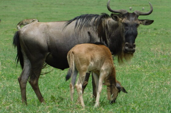 4-day Calving Migration Safari