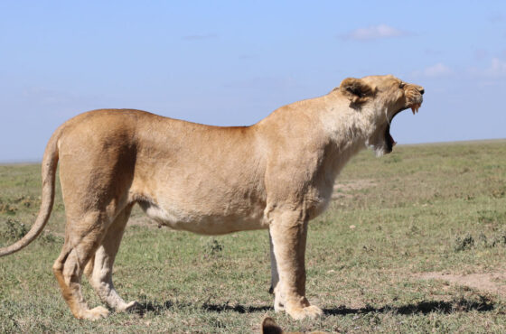 7 Day Luxury Safari (Tarangire, Serengeti & Ngorongoro Crater)