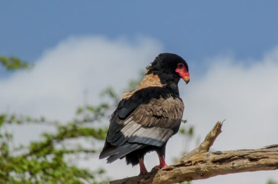 1-Day Safari Tour of Wildlife Wonders in Selous from Zanzibar